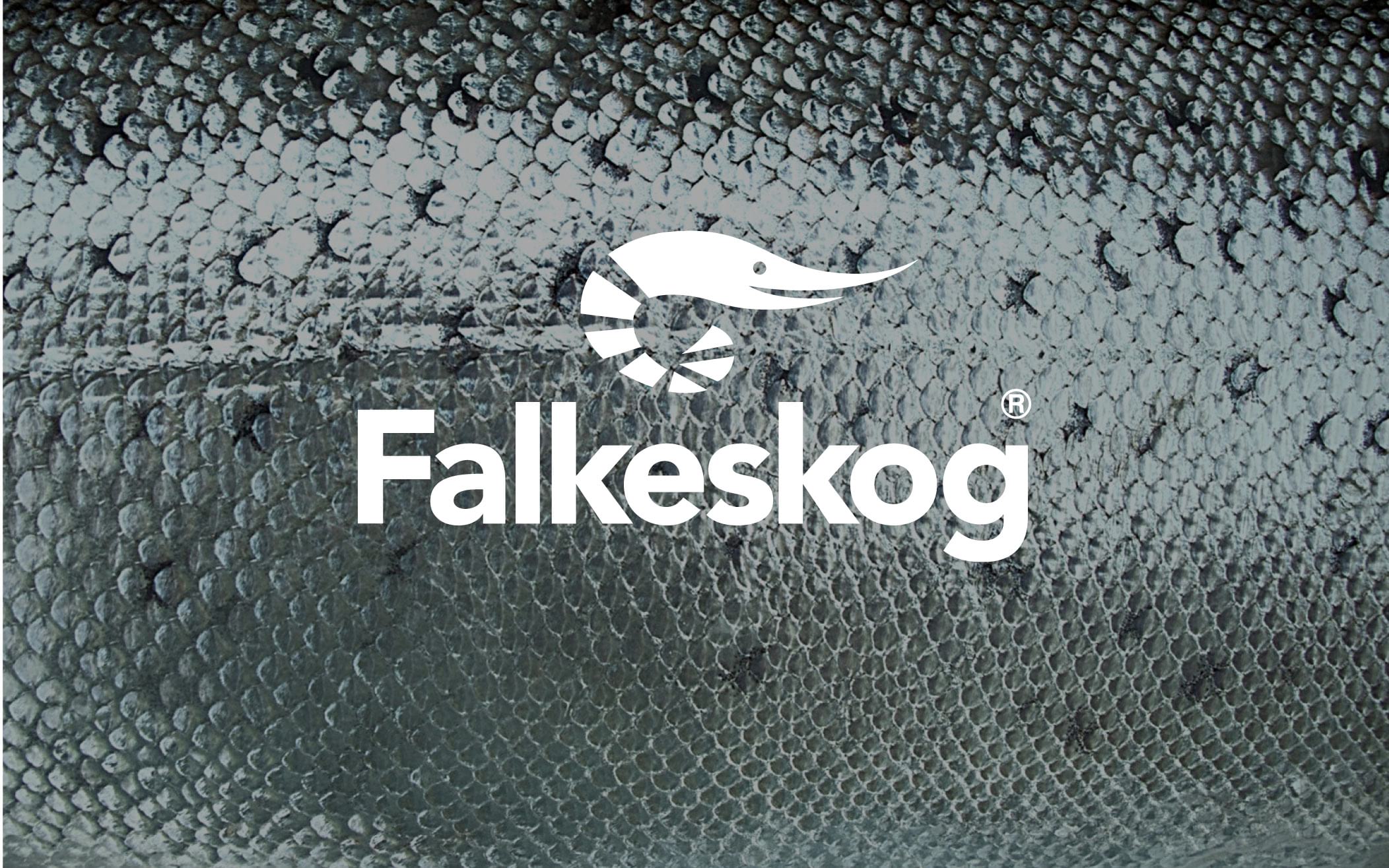 Falkeskogs logga i vitt med en grafisk räka med en fiskfjäll som bakgrund